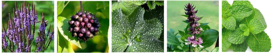MannaFlux Ingredients
